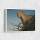 Tree Leopard Tree Leopard