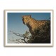Tree Leopard