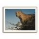 Tree Leopard Tree Leopard