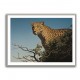 Tree Leopard Tree Leopard