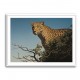 Tree Leopard Tree Leopard