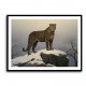 Mountain Snowy Leopard