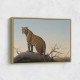 Mountain Leopard Mountain Leopard