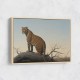 Mountain Leopard Mountain Leopard