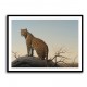 Mountain Leopard Mountain Leopard