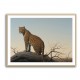 Mountain Leopard Mountain Leopard