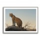 Mountain Leopard Mountain Leopard