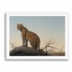 Mountain Leopard Mountain Leopard
