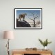 Mountain Leopard 2 Mountain Leopard 2