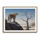 Mountain Leopard 2 Mountain Leopard 2
