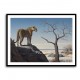 Mountain Leopard 2 Mountain Leopard 2