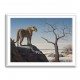 Mountain Leopard 2 Mountain Leopard 2
