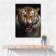 Angry Tiger 2 Angry Tiger 2