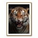 Angry Tiger 2 Angry Tiger 2