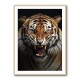 Angry Tiger 2 Angry Tiger 2