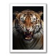 Angry Tiger 2 Angry Tiger 2