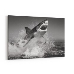 Beware of The Shark