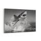 Beware of The Shark Beware of The Shark