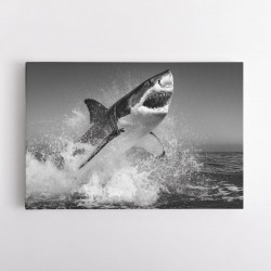 Beware of The Shark