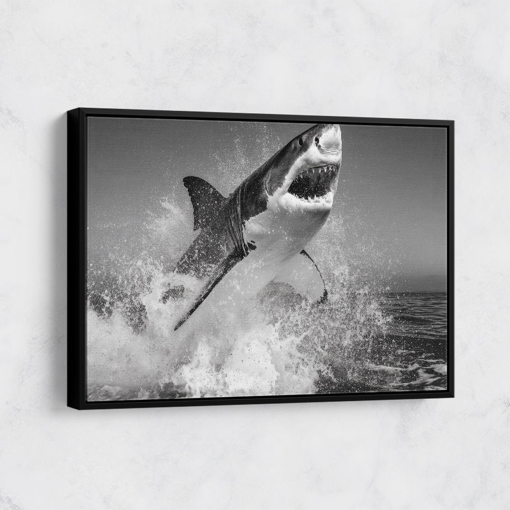Beware of The Shark Beware of The Shark