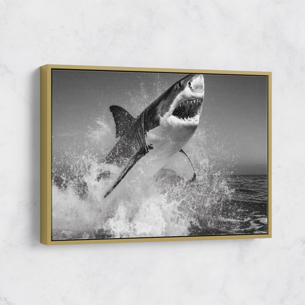 Beware of The Shark Beware of The Shark