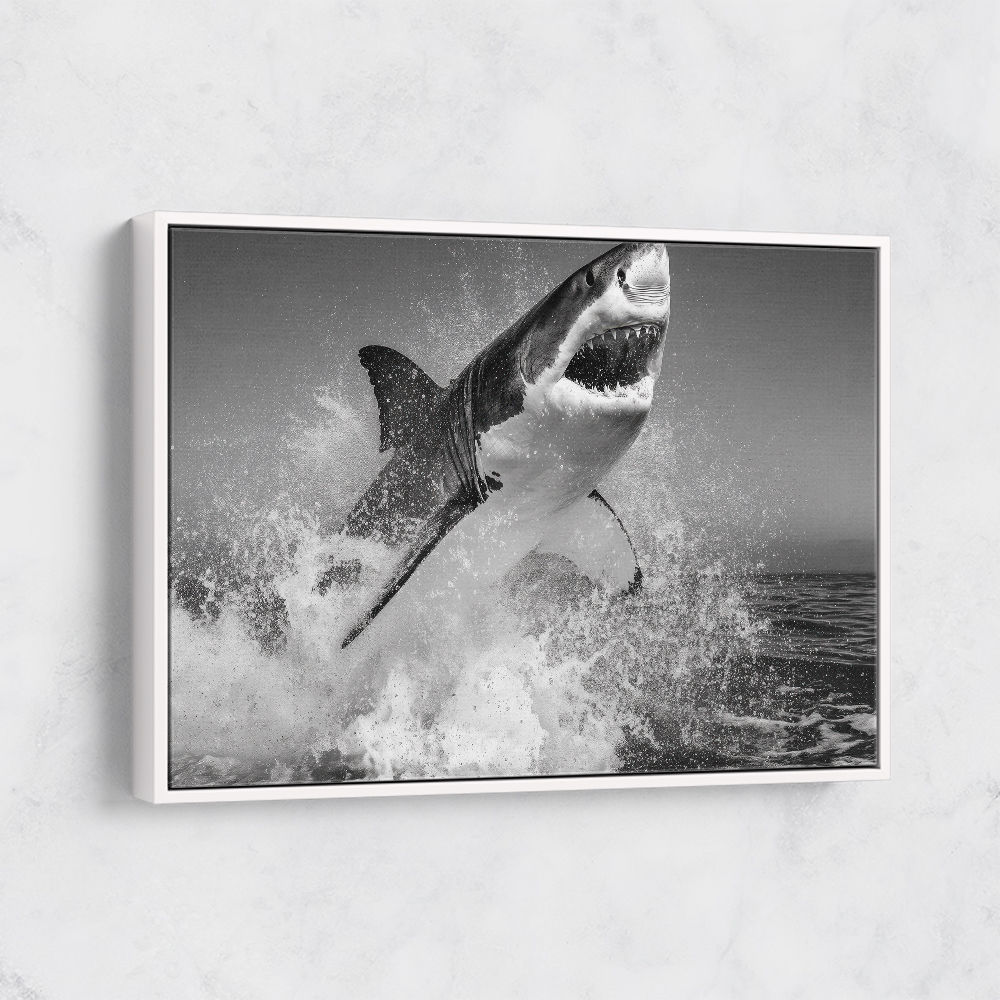 Beware of The Shark Beware of The Shark