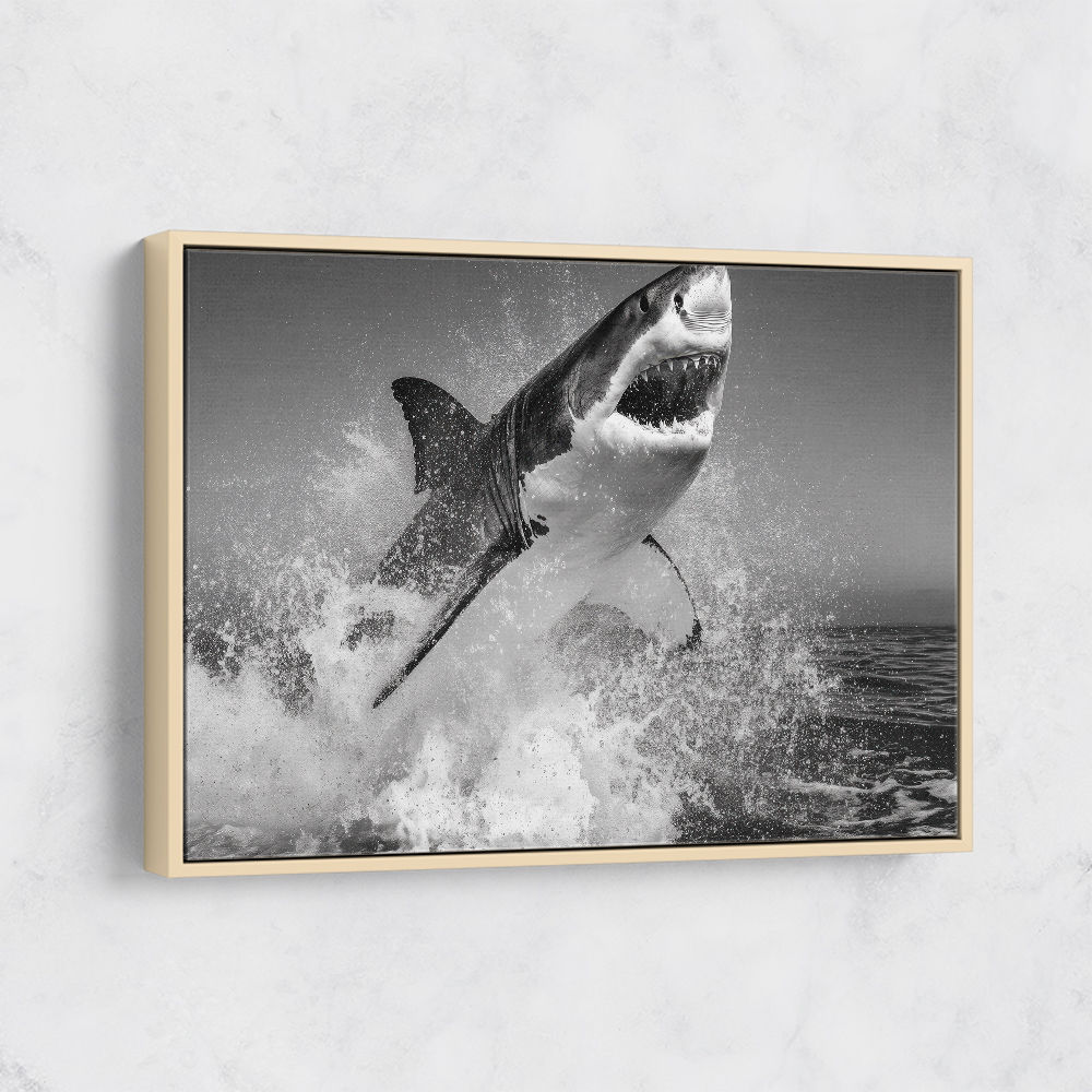 Beware of The Shark Beware of The Shark