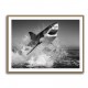 Beware of The Shark Beware of The Shark
