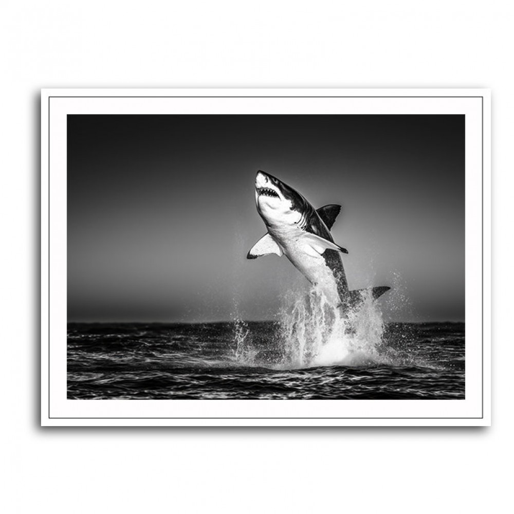 Great White Flight Great White Flight