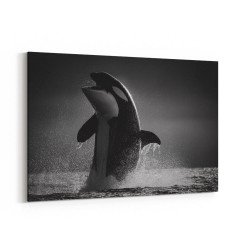 The Orca Dance