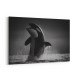 The Orca Dance The Orca Dance