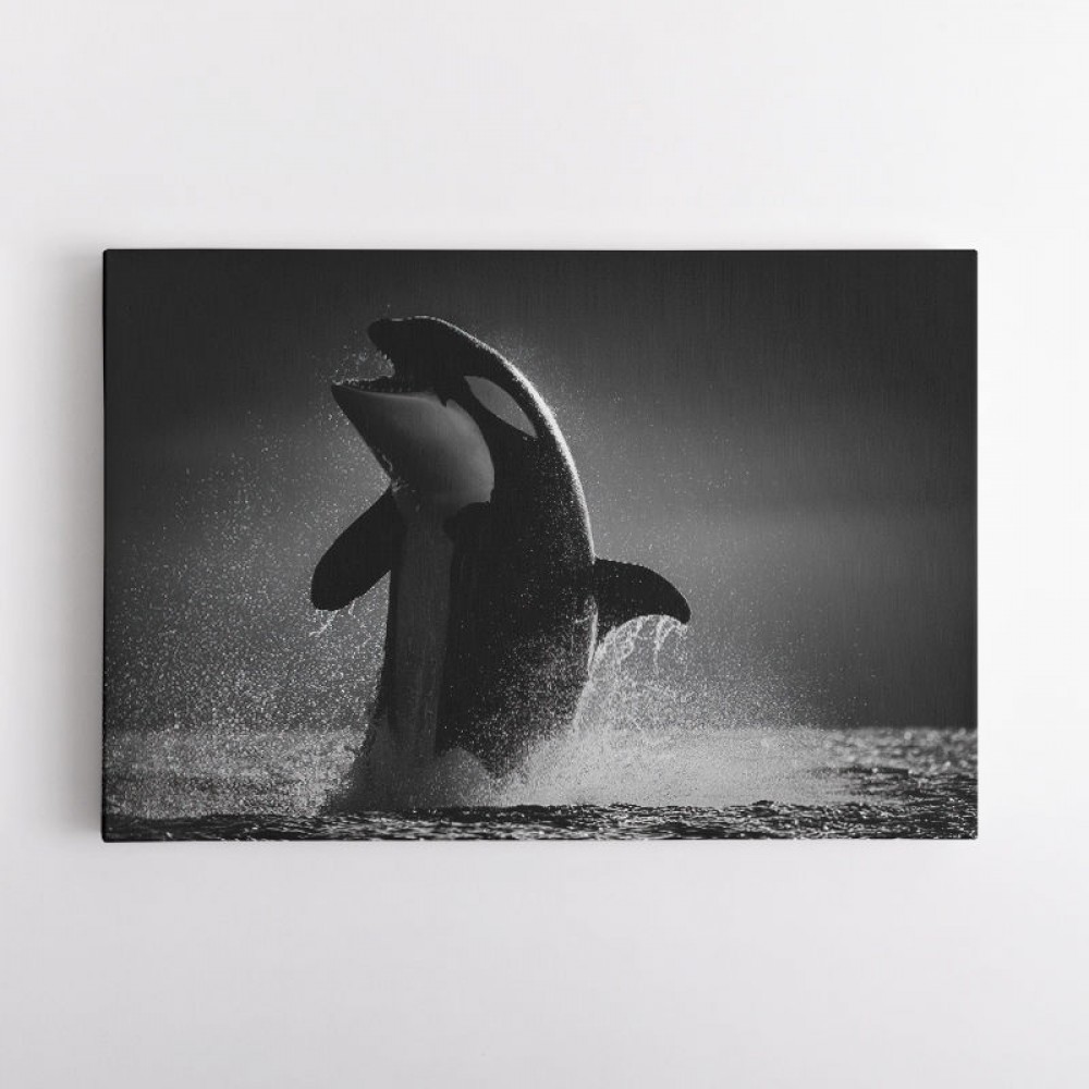 The Orca Dance The Orca Dance