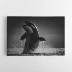 The Orca Dance