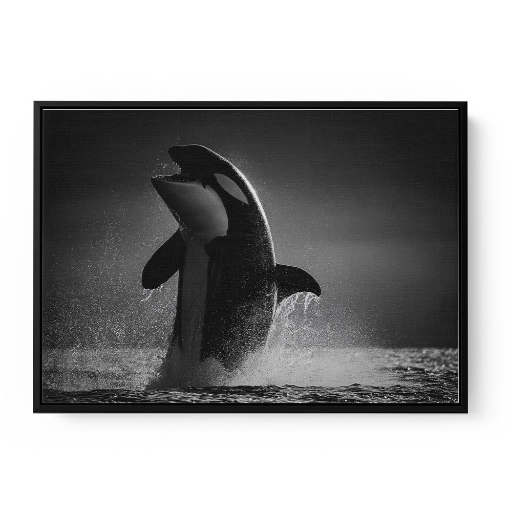 The Orca Dance The Orca Dance