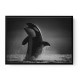 The Orca Dance The Orca Dance