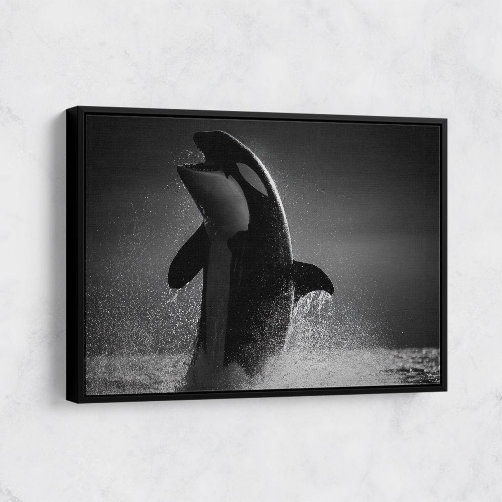 The Orca Dance The Orca Dance