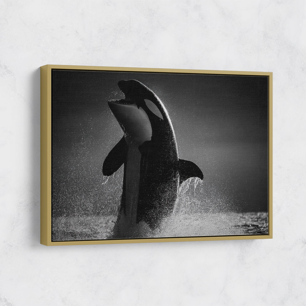 The Orca Dance The Orca Dance