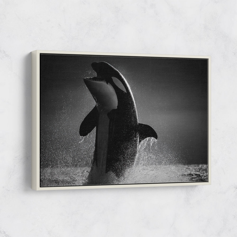 The Orca Dance The Orca Dance