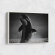 The Orca Dance The Orca Dance