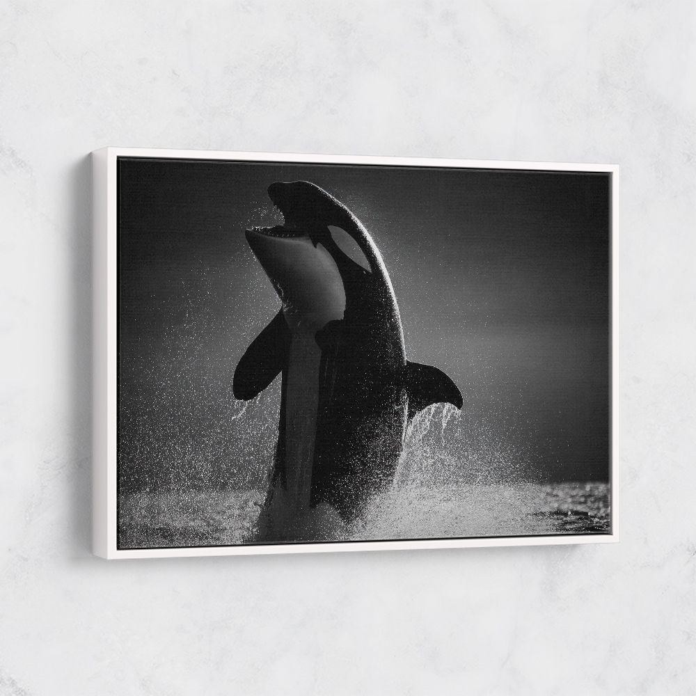 The Orca Dance The Orca Dance