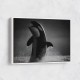 The Orca Dance The Orca Dance