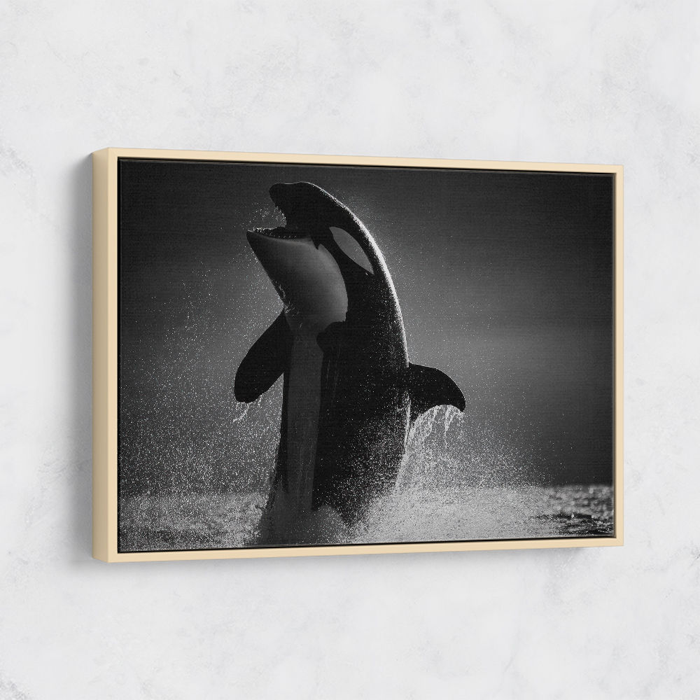 The Orca Dance The Orca Dance