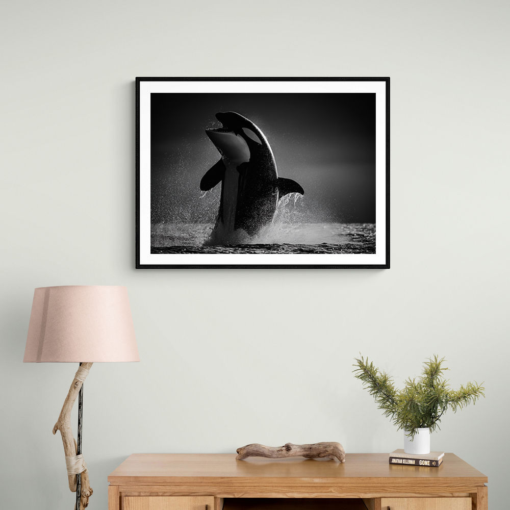 The Orca Dance The Orca Dance