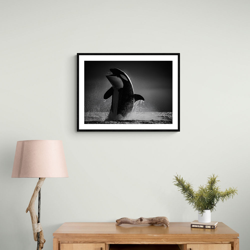 The Orca Dance The Orca Dance