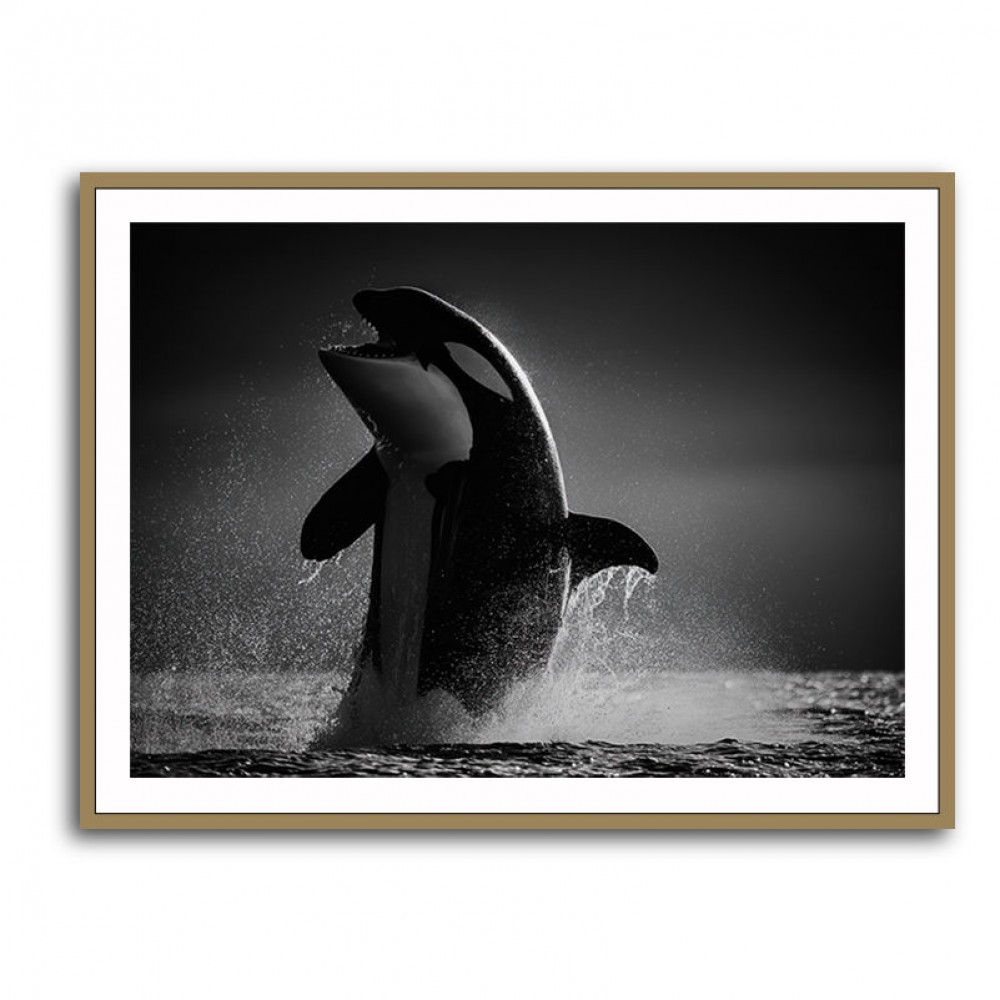 The Orca Dance The Orca Dance