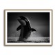 The Orca Dance The Orca Dance