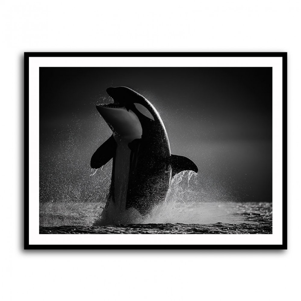 The Orca Dance The Orca Dance