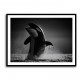 The Orca Dance The Orca Dance