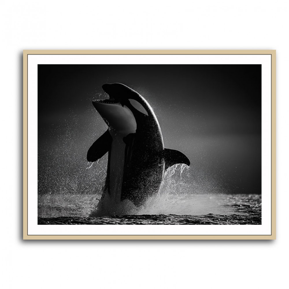 The Orca Dance The Orca Dance