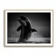 The Orca Dance The Orca Dance